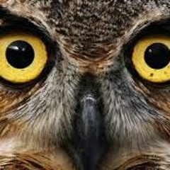 NIght Owl Original Mix