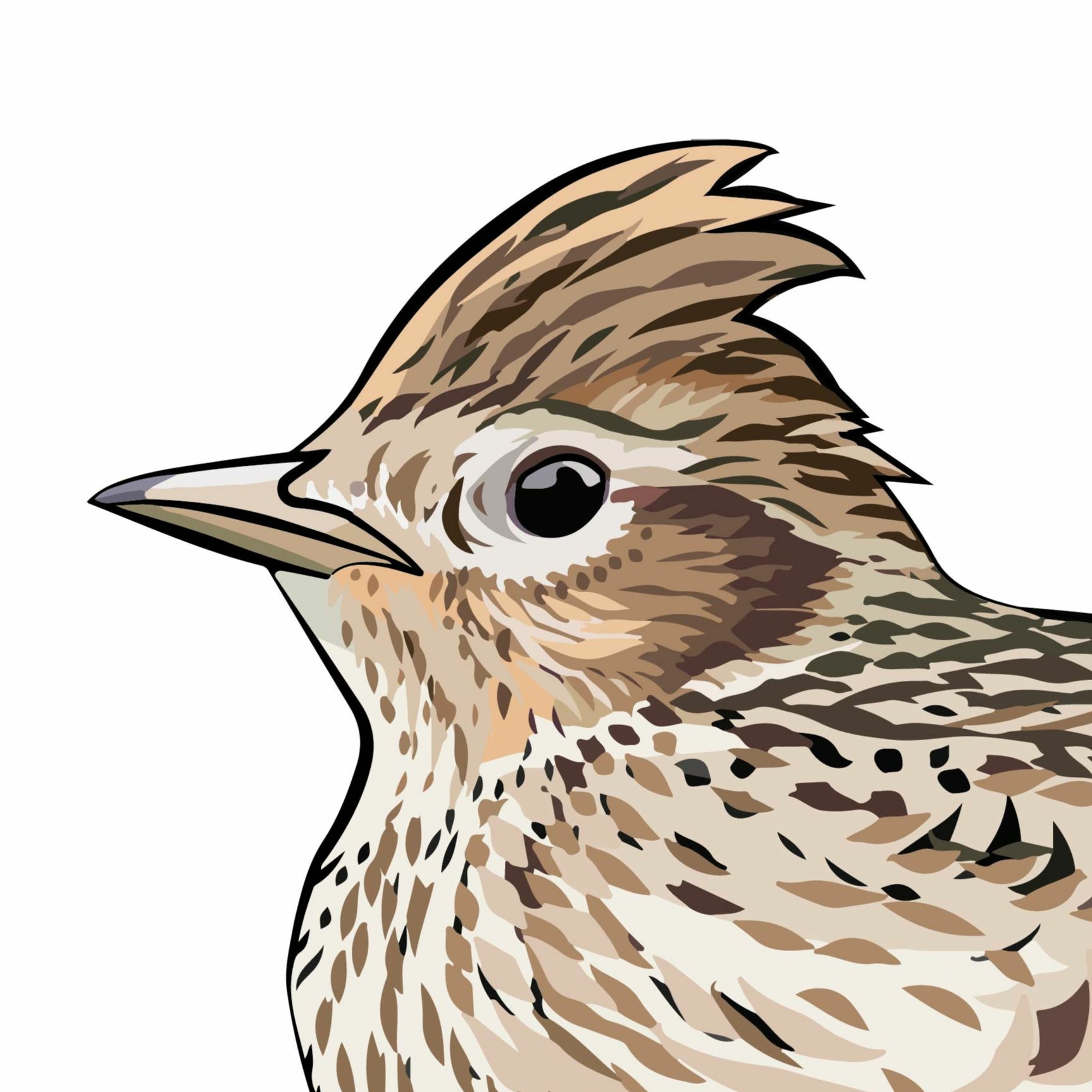 Pippipodden