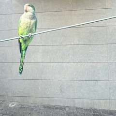 Handsome Arrows