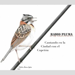 Radio Pluma Capítulo 1 : Cantando en la Ciudad con el Copetón (El Ruido)