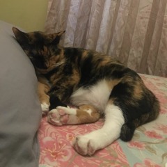 Insomnia [Prod. Dejhan]