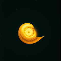 Golden Ratio Rhapsody