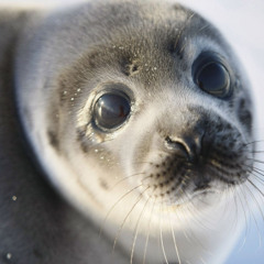 seal prod felix