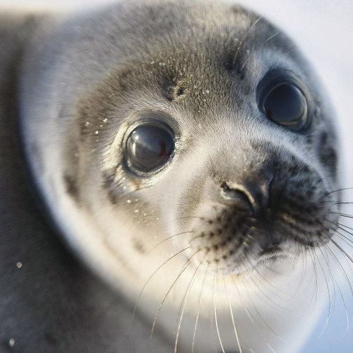 seal prod felix