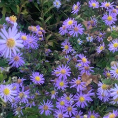 Tetraktys [Ableton-Live-Test 7]