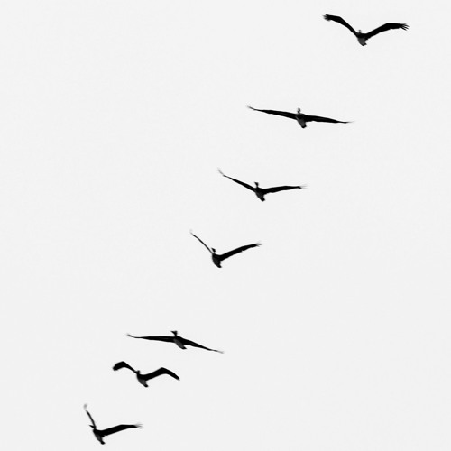 Lo - Fi Birds