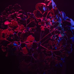 Hybrid set - Sky Venue [2/7/25]