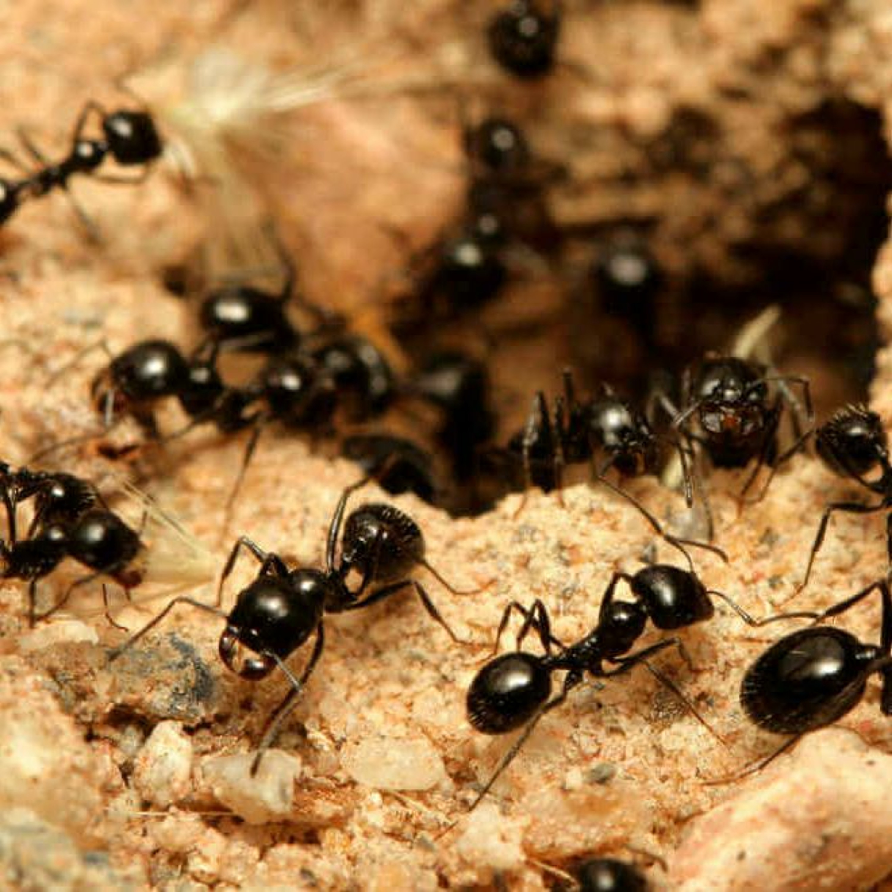 NOACH - THE TRUTH ABOUT INDUSTRIOUS ANTS episode artwork