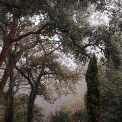 Lamasz - Immobilité (excerpt) - Taken from "Mardi avant-midi" Album