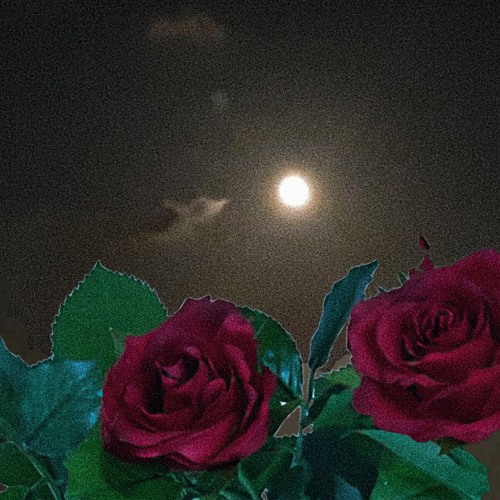Flowers Bloom Under Moon Light