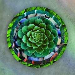 Podcast - Natural Selection