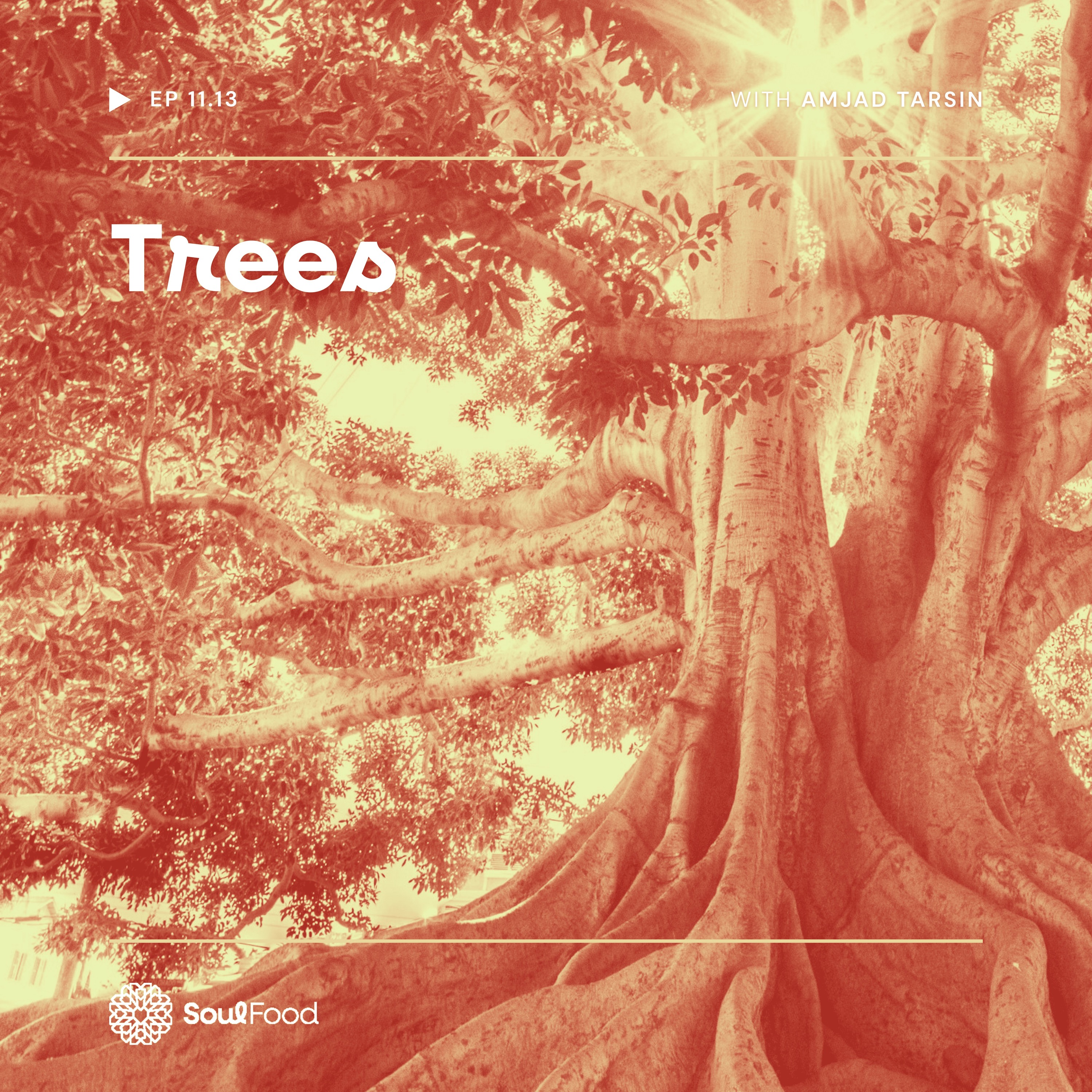 Episode 11.13 - Trees