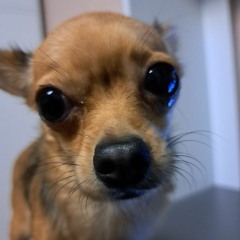 any - stray kids (speed up 1.1)