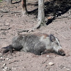 Cinghiale