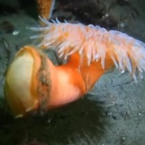 Anemone Drift (.box)
