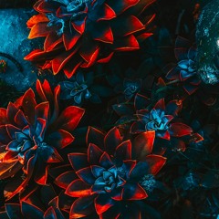 In the Dusk