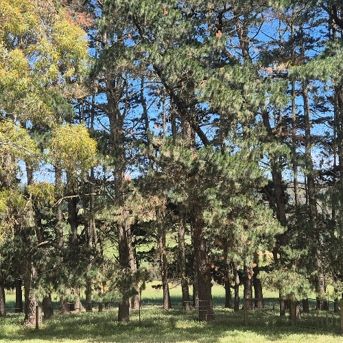 tiny forest - Part IV