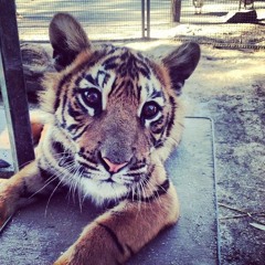 kirk it prod juggernaut 👔