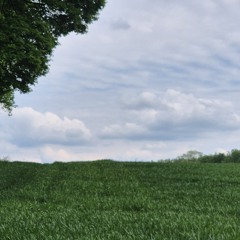 back:yard