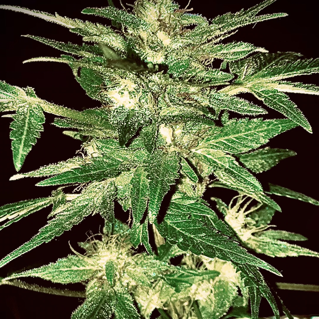 Stream Mark Dekoda Rave Harder Techno Bass 106507787 Mp3 By Razzor