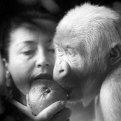 Laughing Monkey