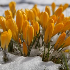 Snow Flowers (2020) Anthology CD2 Track 04