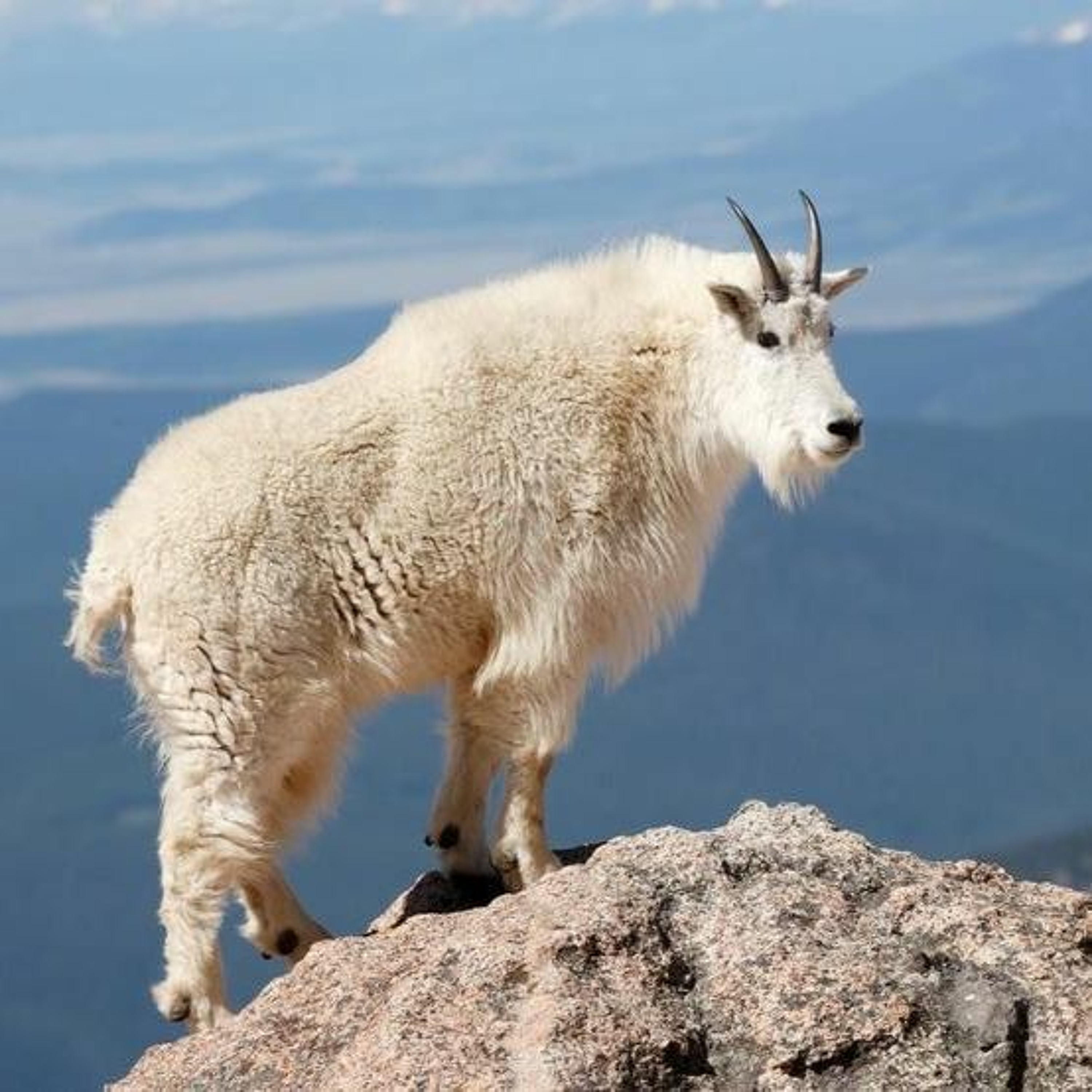 News Brief Feb. 23 | Regional Snowpack Lags, GTNP to Cull Local Mountain Goats episode artwork