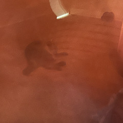 caring with a collar on