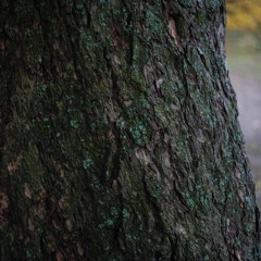 kay - we shall rebuild the altars and sate thee (Paper Plants remix)