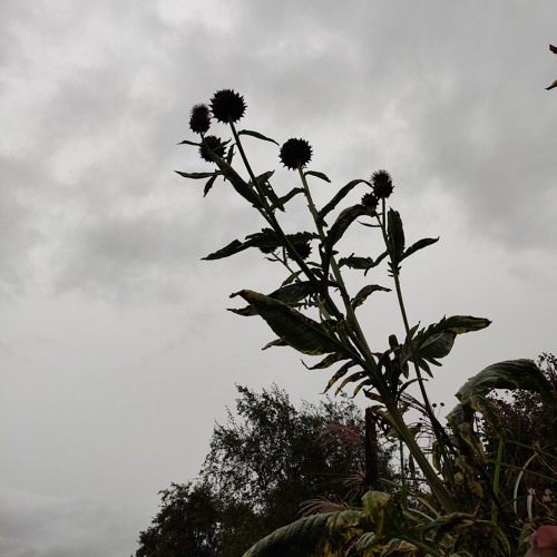 26.08.231r (Live Recording)