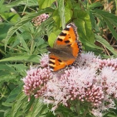 Small Tortoiseshell