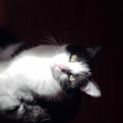 thoughts among the cloud of mountains (RPM 2024)