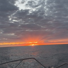 triple pressed mitsubishi mushy tea.wav