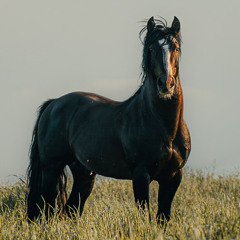 Mathias Muselli - Rancho Yúbely