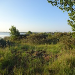 Morning At The Lake, May 2024 (Garden Warbler)