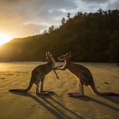 Down Under - Men At Work (slowed down)