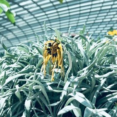 "Believe" - Excerpt frm Soushi Sakiyama. Orch Vers. (w/ Melody)