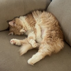 PACKO THE KITTY