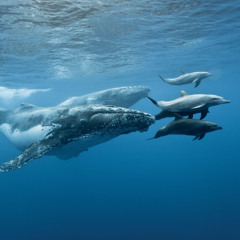 Whaleophony