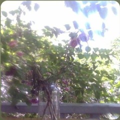 Window V