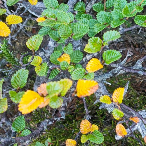 The turn of the fagus