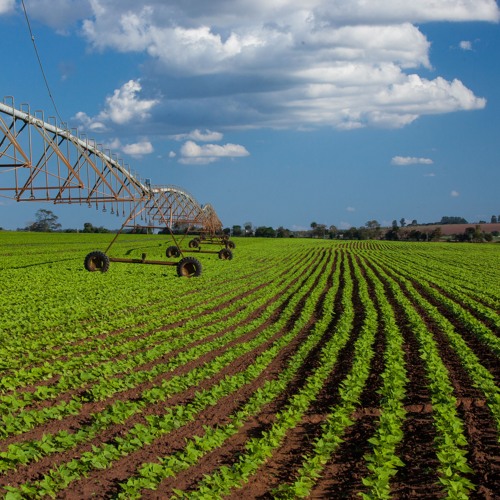 Retos y horizonte del sector agropecuario