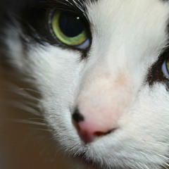 Cat Power(Try To Take It)