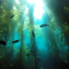 Underwater - Background Ambient Music For Videos & Films (DOWNLOAD)