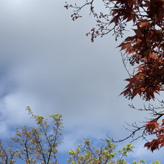 saile - fermented (prod. georgi x ceeto)