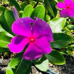 Yesa garep igela -cover-by Lester Taweriyan