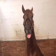 HORSE PLINKO!