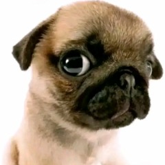 Wild thoughts(tiktok audio)