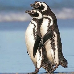 The Penguin Show (Episode014)