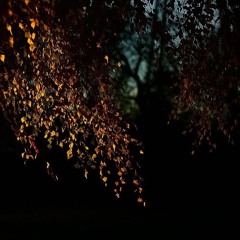 𝔽𝕒𝕧𝕠𝕣𝕚𝕥𝕖𝕤